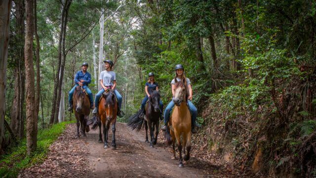horses ridden calmly by tourists down a bush track