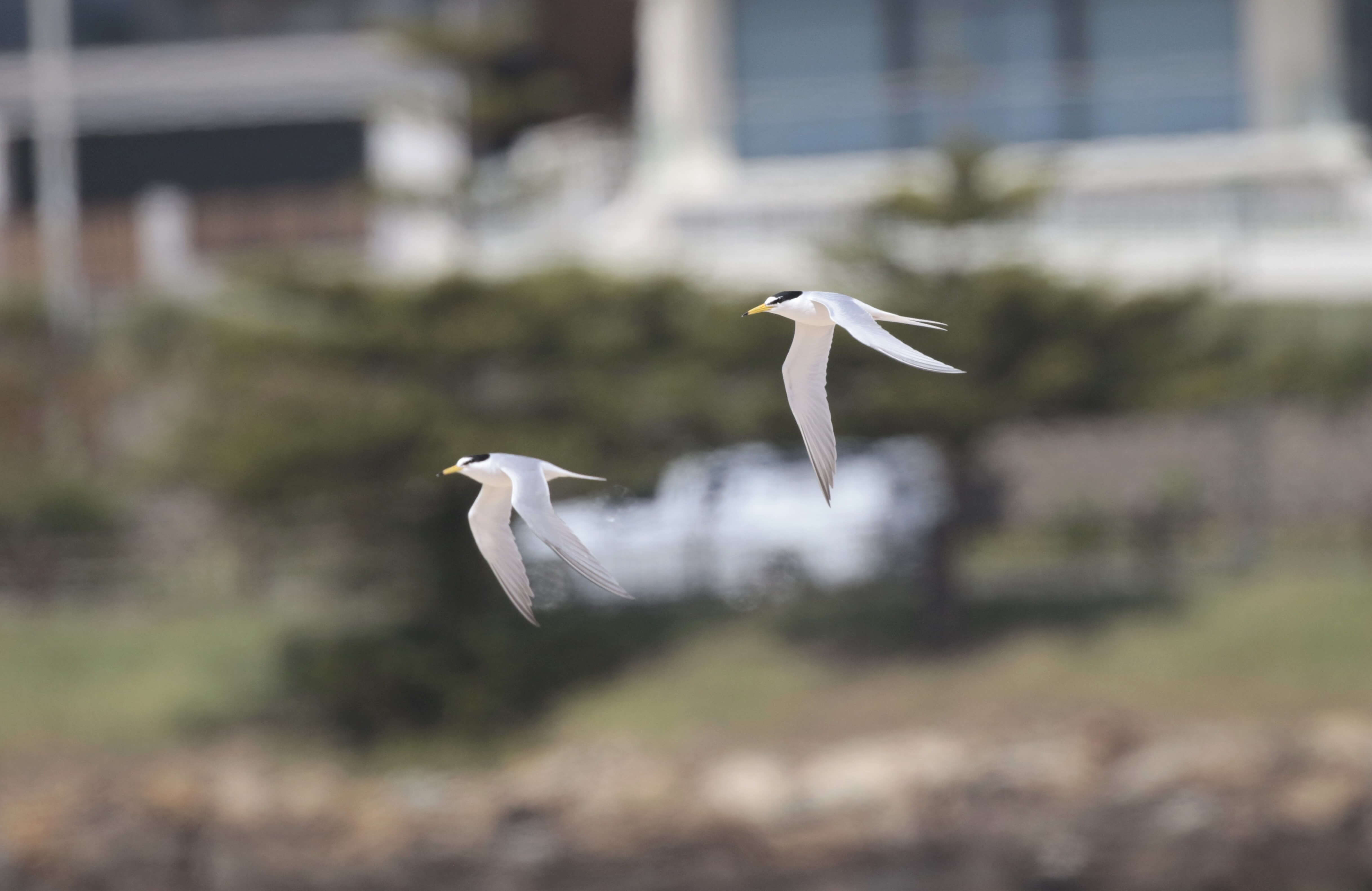 two little terns flying with apartments in background