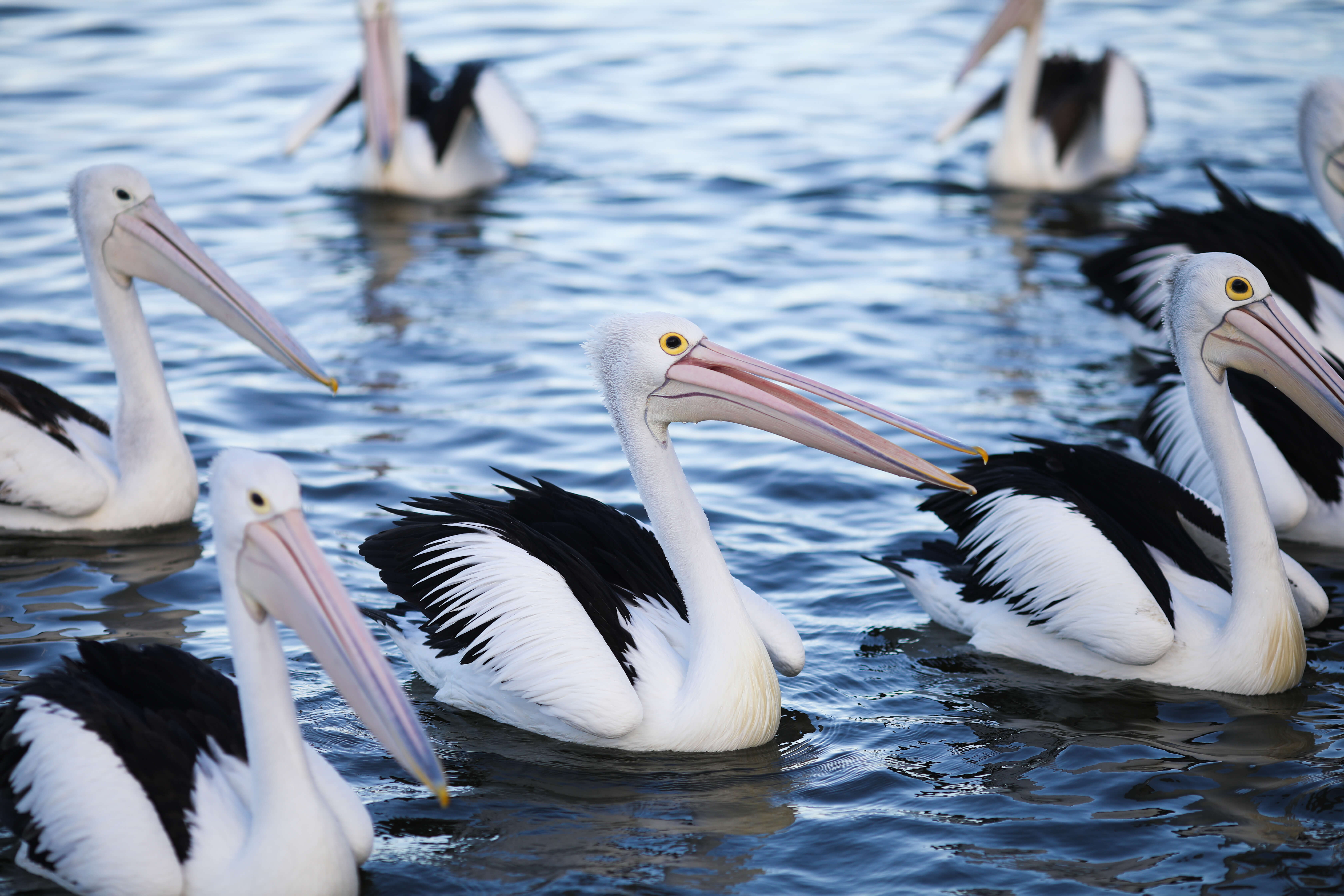 Pelican Time The Entrance Central Coast newest educational eco talk