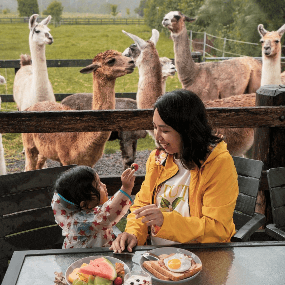 Image of a woman and a young girl eating breakfast Infront of a herd of alpacas at Iris Lodge Farm