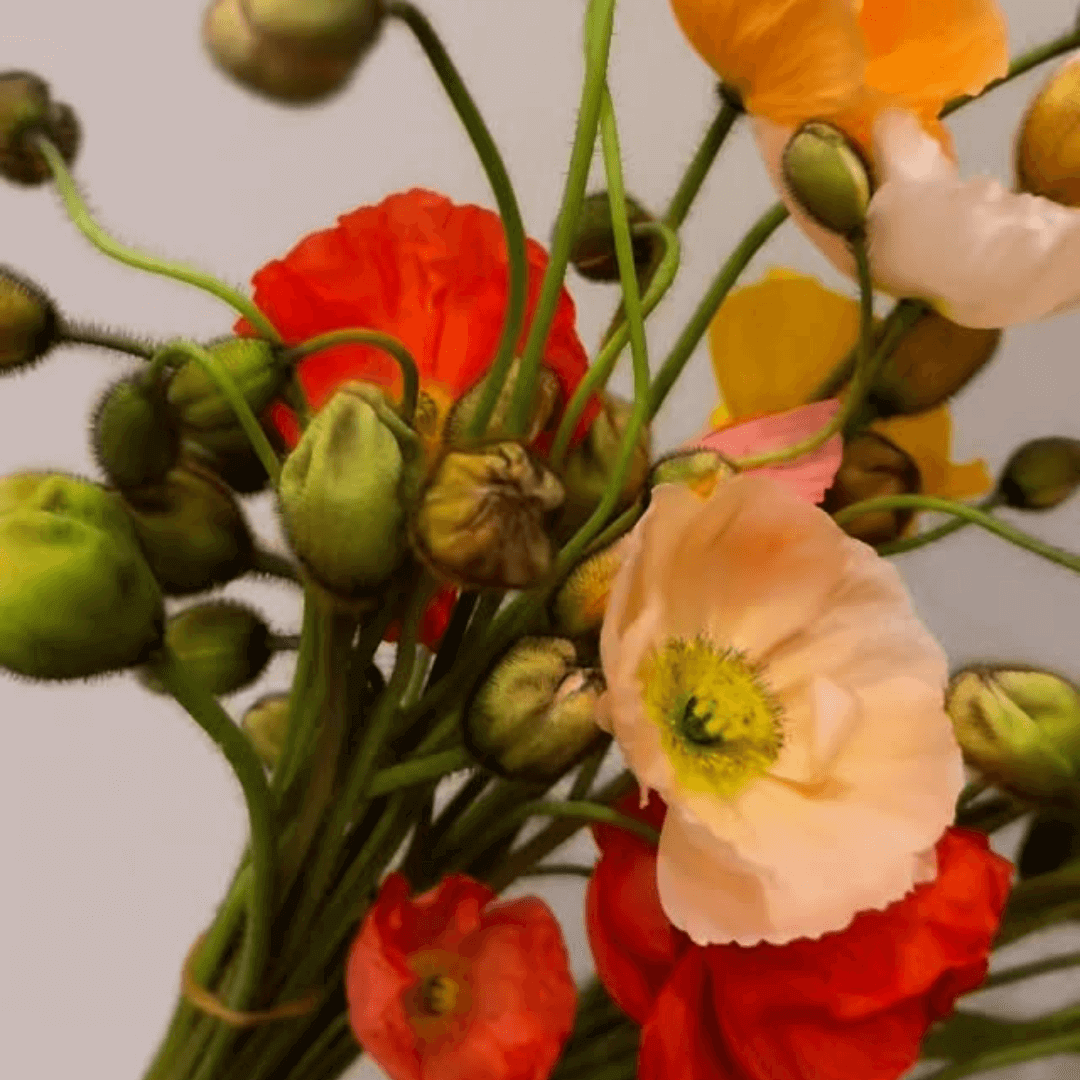 A bunch of colourful poppy flowers 